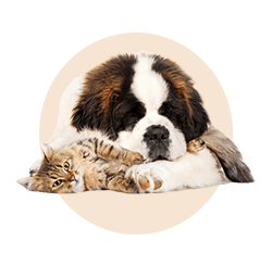 CarrolltonAnimalHospital_CatandDogRound_250