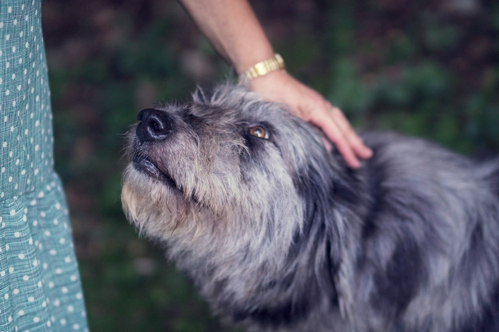 Image of old dog for nutritional needs for senior pets