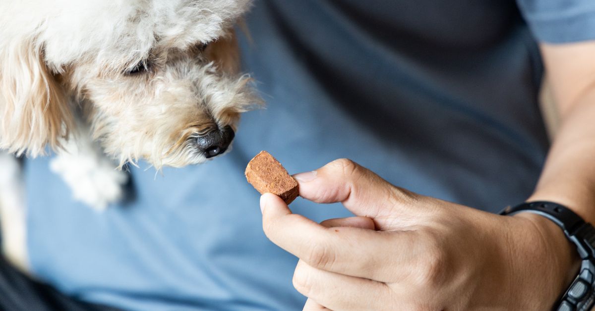 Heartworm 101 blog featured photo